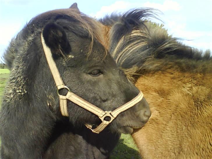 Islænder Rán köldukinn billede 13