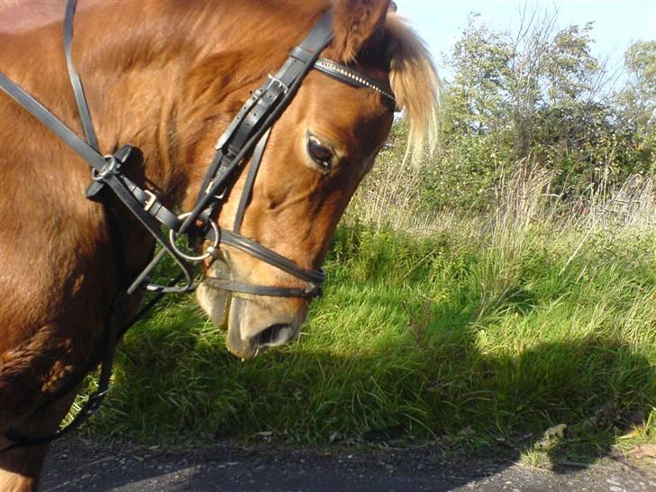 Anden særlig race pippi<3 billede 4