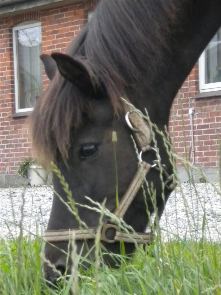 Islænder Rán köldukinn billede 14