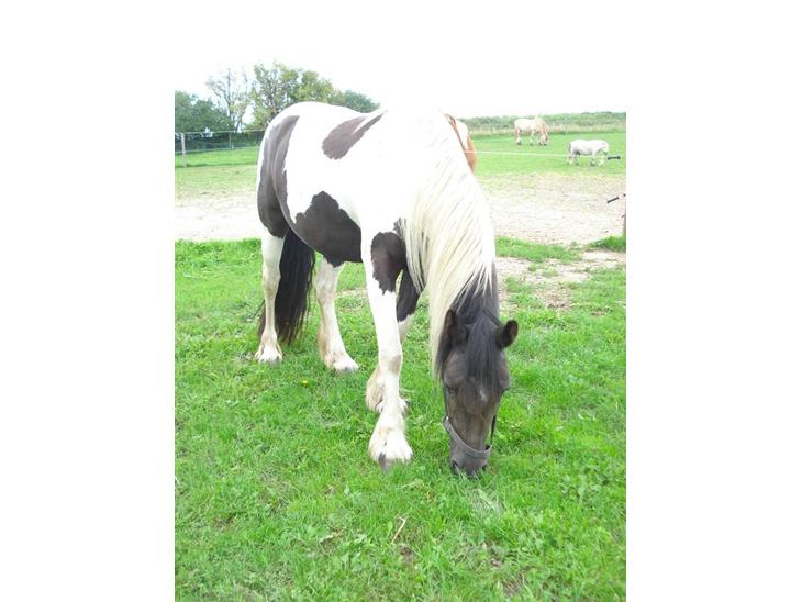 {{currentPhoto.altText}} billede {{currentPhoto.number}}