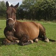 Dansk Varmblod twilight vestli *R.I.P*