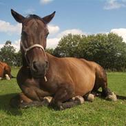 Dansk Varmblod twilight vestli *R.I.P*