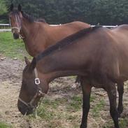 Dansk Varmblod twilight vestli *R.I.P*