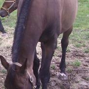 Dansk Varmblod twilight vestli *R.I.P*