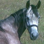 Anden særlig race Bella Fleur