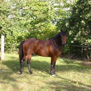 Anden særlig race Rasmus