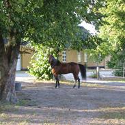 Anden særlig race Rasmus