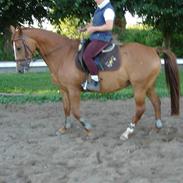 Anden særlig race Zitana