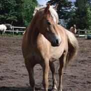 Tyroler Haflinger Prinz