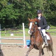 Hollandsk Sportspony Scarlett Angel [R.I.P] ;(