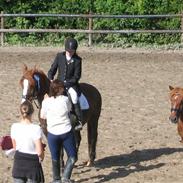 Hollandsk Sportspony Scarlett Angel [R.I.P] ;(