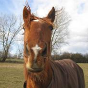 Lusitano Don Cavalo