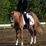 Welsh Pony (sec B) Honni
