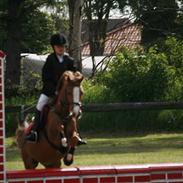 Welsh Pony (sec B) Honni