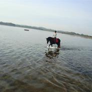 Irish Cob Bigumsgårds Dina 