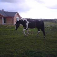 Anden særlig race Silas (har redet)