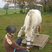 Welsh Mountain (sec A) Fiona (R.I.P) <3