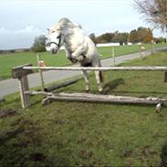 Welsh Mountain (sec A) Fiona (R.I.P) <3