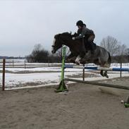 Anden særlig race Snoopy Solgt <3