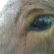 Islænder Jarl-Peter fra nørmark