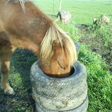Islænder Jarl-Peter fra nørmark