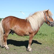 Shetlænder Sir Walther