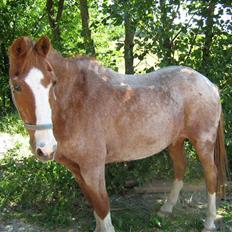 New Forest Rasmus           AFLIVET