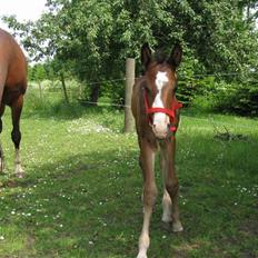 Svensk Varmblod Belize