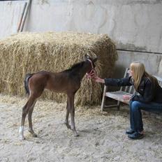 Svensk Varmblod Belize
