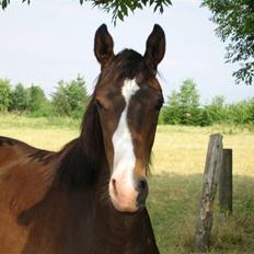 Svensk Varmblod Belize