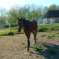 Standardbred India Spirit(passer)