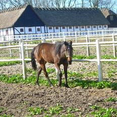 Standardbred India Spirit(passer)