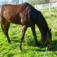 Standardbred India Spirit(passer)