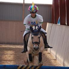 Fjordhest Sunshine Laban