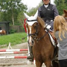 New Forest Elmholts Imits 