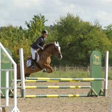 New Forest Elmholts Imits 