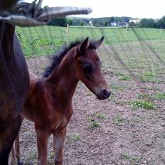 DSP No Me Glamour (solgt:`( )