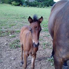 DSP No Me Glamour (solgt:`( )