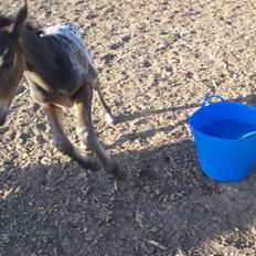 Anden særlig race gina solgt lille brors 