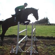 Holstener Campari (solgt til USA)