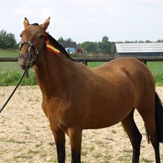 Pura Raza Española Evita Edoras