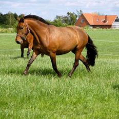 Pura Raza Española Evita Edoras