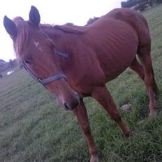 Traver Chalup Bangsbo