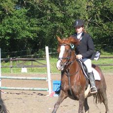 Hollandsk Sportspony Scarlett Angel [R.I.P] ;(
