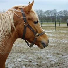 Palomino Lykkesholm's Smeagel