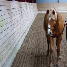 Palomino Lykkesholm's Smeagel