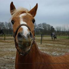 Palomino Lykkesholm's Smeagel
