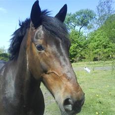 Irsk Sportspony captain jack