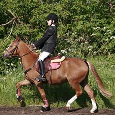 Welsh Pony (sec B) Honni