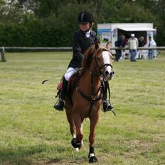 Welsh Pony (sec B) Honni